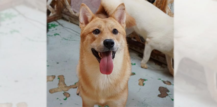 Jin-dol is a Large Male Jindo Korean rescue dog