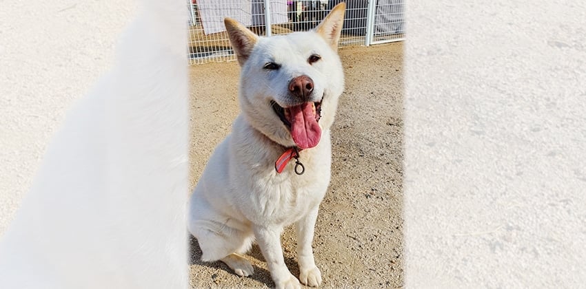 Ginny is a Medium Female Jindo Korean rescue dog