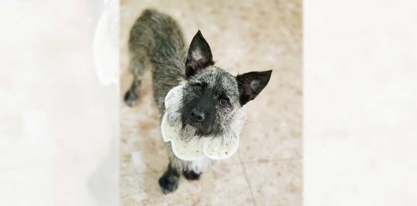 Jongyi is a Small Female Cairn Terrier mix Korean rescue dog