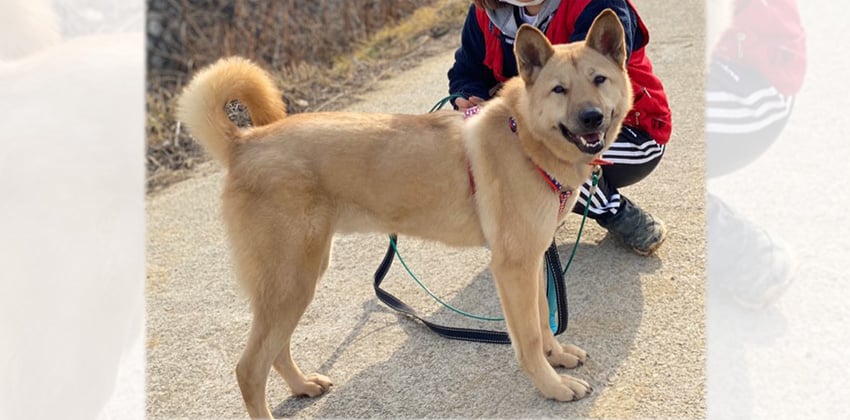 Jungho is a Medium Male Jindo mix Korean rescue dog