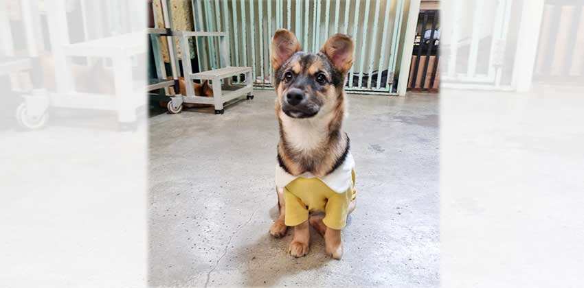 Kyungeun is a Medium Female Mixed Korean rescue dog