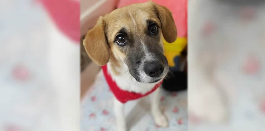 Lano is a Small Male Beagle mix Korean rescue dog