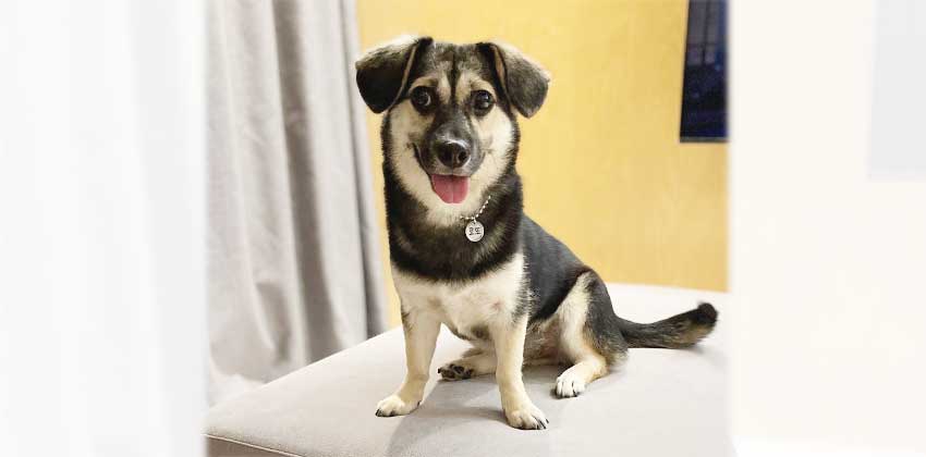 Loto is a Small Female Dachshund mix Korean rescue dog