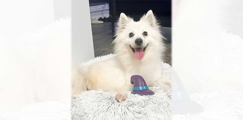 Marie 2 is a Small Female Pomspitz mix Korean rescue dog