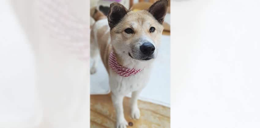 Mawoo is a Medium Female Jindo mix Korean rescue dog