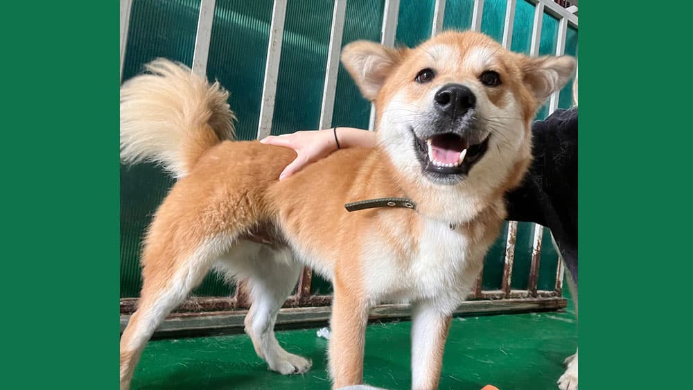 Minghi is a Medium Male Shiba Inu mix Korean rescue dog