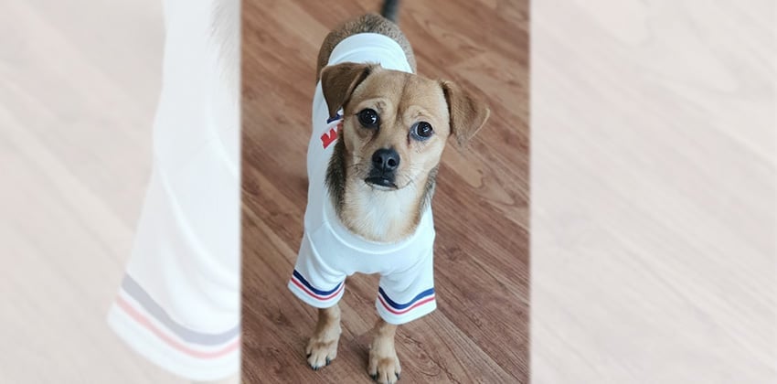 Misha is a Small Female Chihuahua mix Korean rescue dog