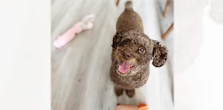 Mocha is a Small Male Poodle Korean rescue dog