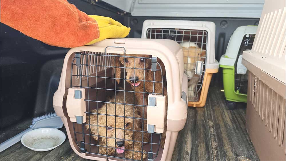 Namyangju Puppy Mill Rescues C