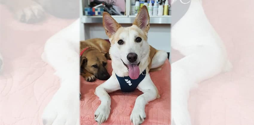 Noa 2 is a Medium Female Jindo mix Korean rescue dog