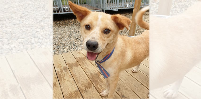 Nolang is a Medium Male Jindo mix Korean rescue dog