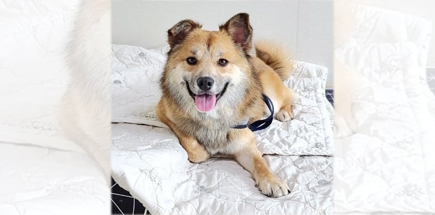 Noonoo is a Small Male German spitz Korean rescue dog