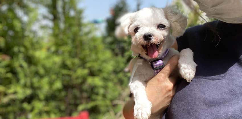 Hana 4 is a Medium Female Maltese Korean rescue dog