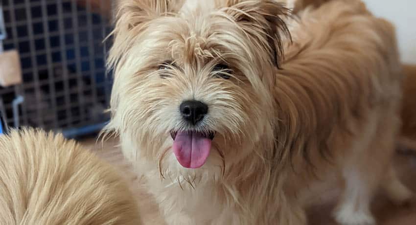 Hoho is a Small Female Terrier mix Korean rescue dog
