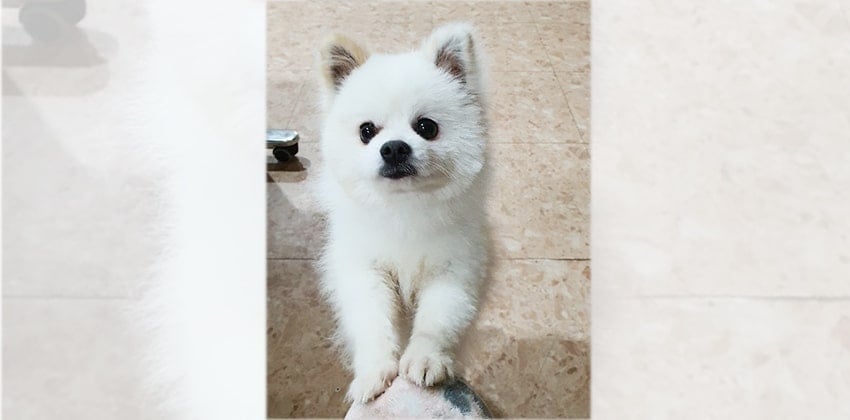 Podol is a Small Male Pomeranian Korean rescue dog