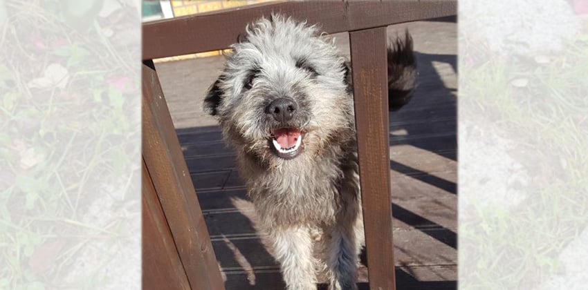 Popo - Cat friendly is a Small Male Poodle mix Korean rescue dog