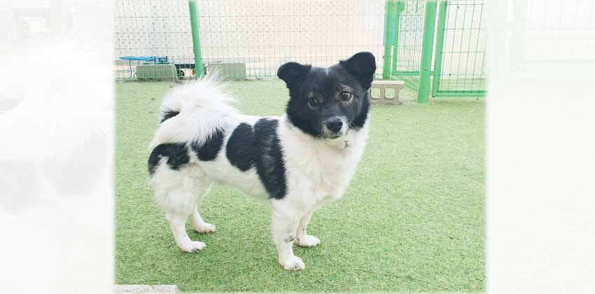 Seojoon is a Small Male Terrier mix Korean rescue dog