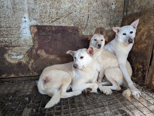 Siheung Dog Meat Farm Shutdown 05