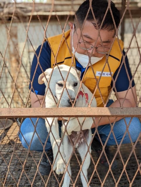 Siheung Dog Meat Farm Shutdown 11