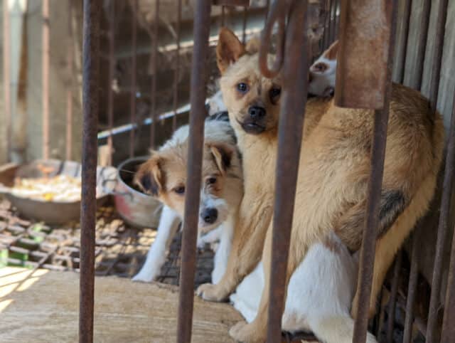 Siheung Dog Meat Farm Shutdown 15