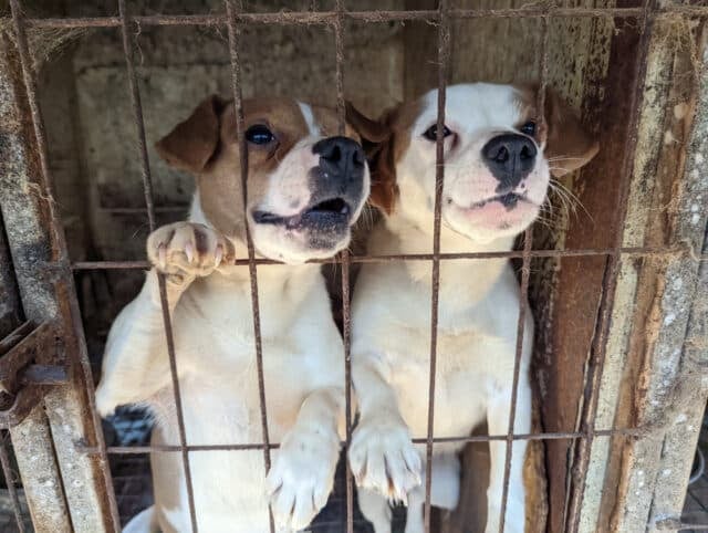 Siheung Dog Meat Farm Shutdown 21