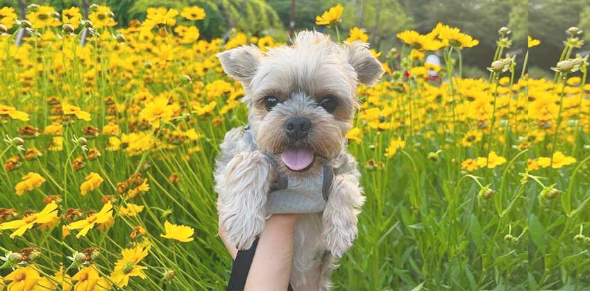 Silky is a Small Female Yorkshire Terrier Korean rescue dog