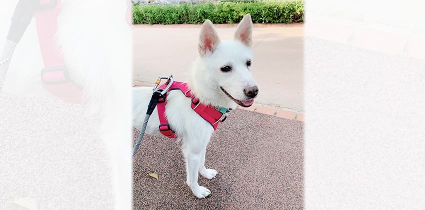 Sohyun is a Medium Female Jindo mix Korean rescue dog