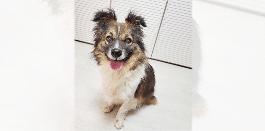 Somie is a Small Female Papillon mix Korean rescue dog