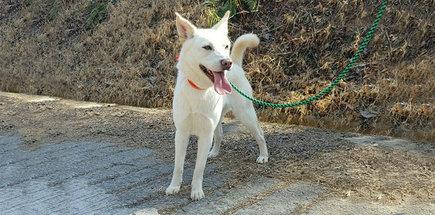 Sunmool is a Medium Female Jindo Korean rescue dog