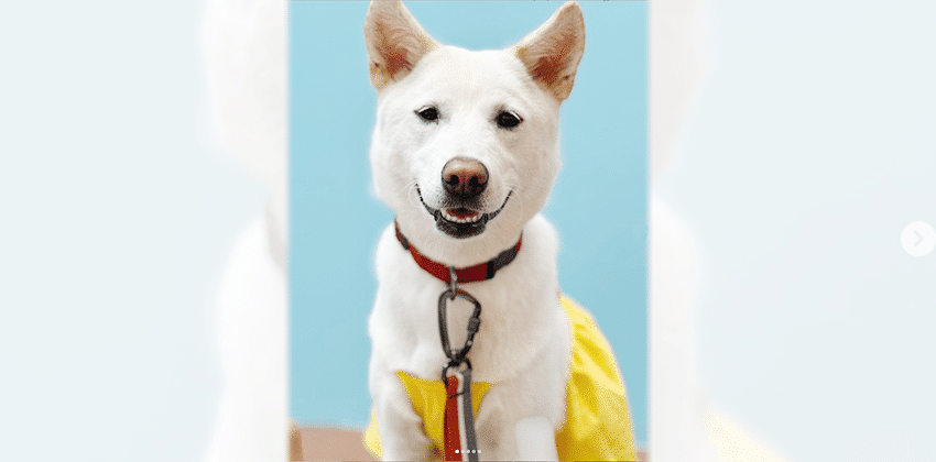 Suro is a Medium Female Jindo Korean rescue dog