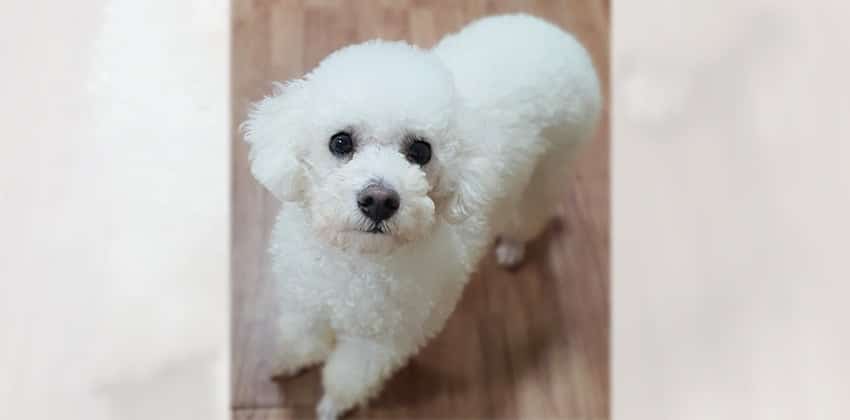 Tommy 2 is a Small Male Bichon mix Korean rescue dog