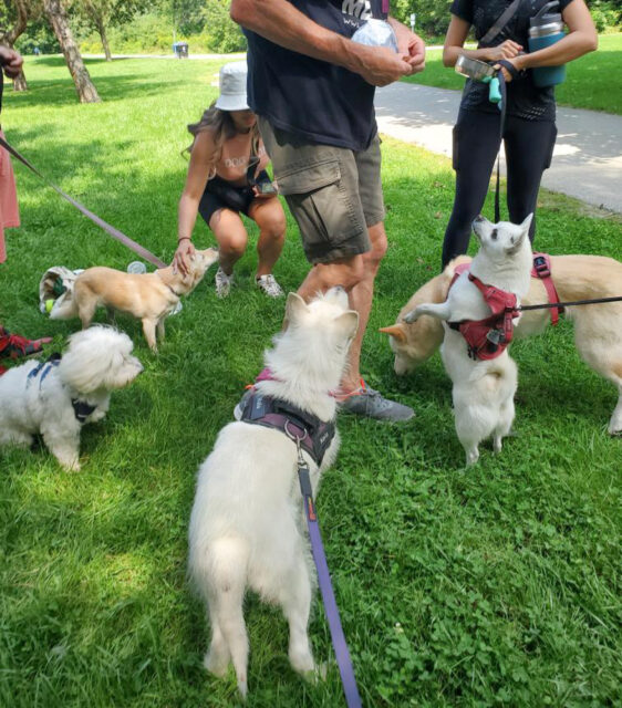 Toronto Pack Walk 2024 7