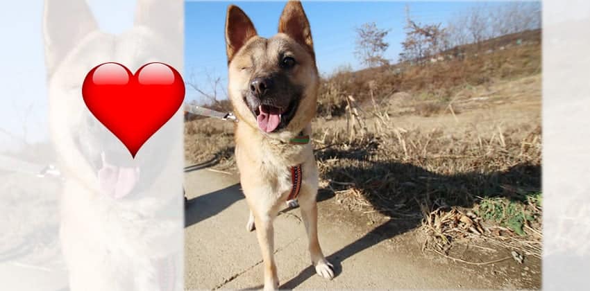 Byung-wook is a Medium Male Jindo Mix Korean rescue dog