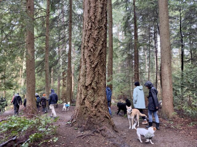 Vancouver Pack Walk 2024