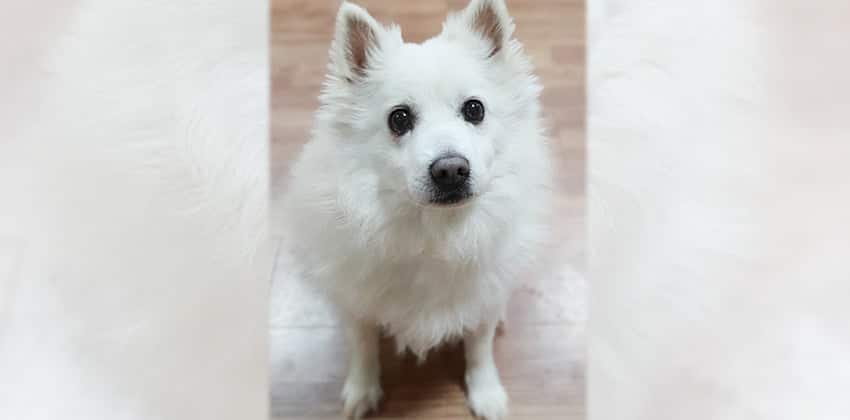 Wangmandoo is a Small Male Spitz Korean rescue dog