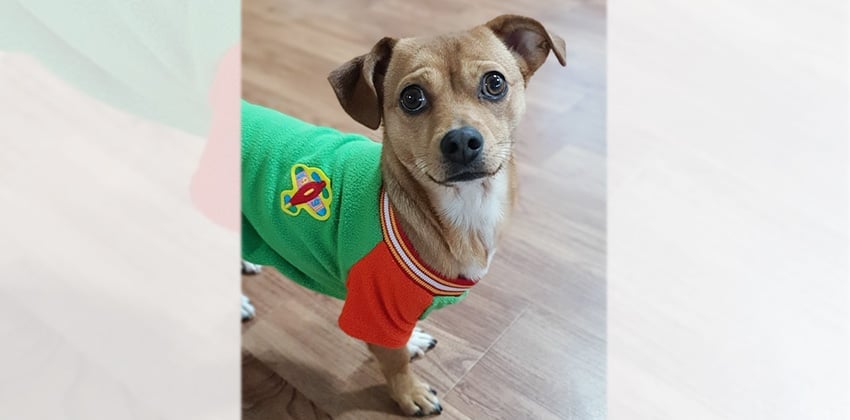 Mickey is a Small Male Chihuahua mix Korean rescue dog